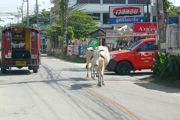 Tajlandia | Tajlandia ma dobre przepisy drogowe – jedne z najlepszych w regionie – nie są one jednak aktywnie wprowadzane w życie