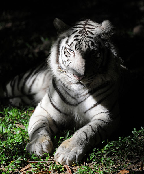 Nocą w zoo: Chiang Mai Day & Night Safari