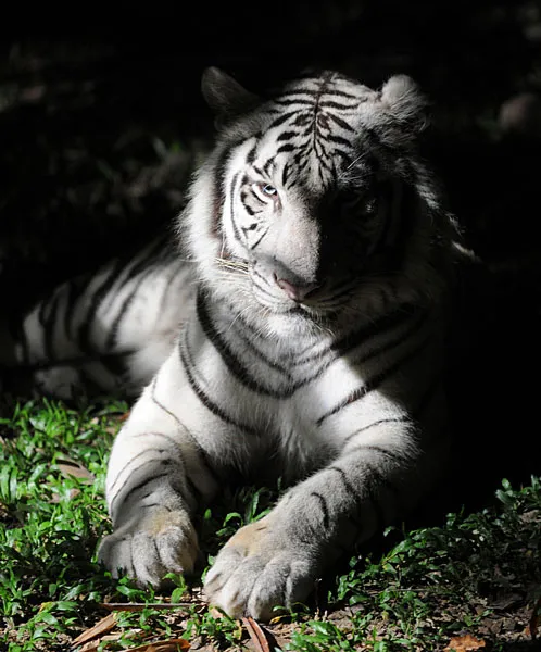 Tajlandia | Biały tygrys w Chiang Mai Night Safari Zoo