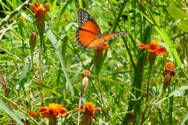 Chiang Mai - Park Narodowy Doi Suthep-Pui