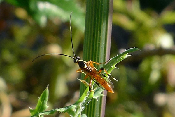Osy kontra szkodniki kokosów
