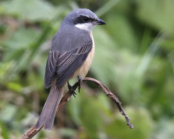 Tajlandia | W Khao Yai żyją przeróżne gatunki ptaków zmieniające się w zależności od pory roku Tajlandia | W Khao Yai żyją przeróżne gatunki ptaków zmieniające się w zależności od pory roku