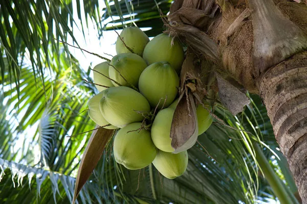 Tajlandia | Kokosy z Hua Hin (prowincja Prachuap Khiri Khan)