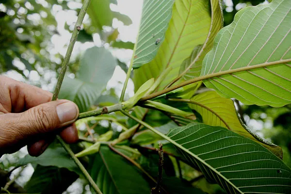 Malezja | Kratom jest nielegalny zarówno w Tajlandii, jak i w Polsce (dotyczy to żywych roślin, nasion, suszu i wszelkich ekstraktów)