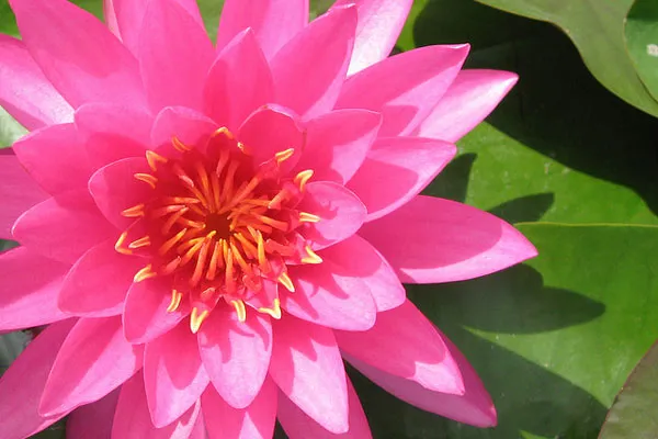 Tajlandia | Kwitnący lotos to piękny symbol miłości 