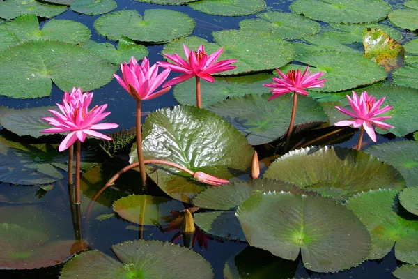 Tajlandia | Każdego dnia tysiące kwiatów lotosu ofiarowuje się w buddyjskich świątyniach Tajlandia | Każdego dnia tysiące kwiatów lotosu ofiarowuje się w buddyjskich świątyniach