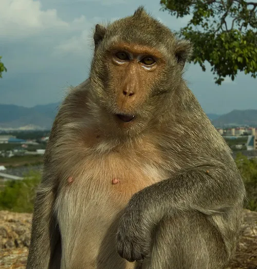 Tajlandia | Z niektórymi makakami lepiej nie zadzierać