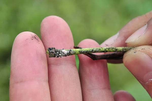 Tajlandia | Wełnowcowate - zagrożeniem tajskich pól