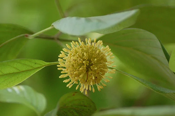 Tajlandia | Mitragyna parviflora to drzewo tego samego rodzaju, do którego należy kratom (Mitragyna speciosa) o właściwościach psychoaktywnych