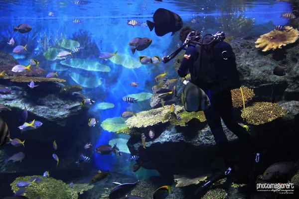Tajlandia | Akwarium Phuket – głębiny mórz na wyciągnięcie ręki