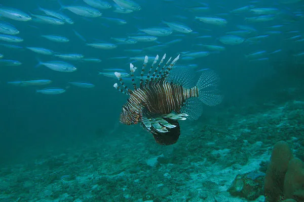 Tajlandia | Wyspy Similan to przede wszystkim fascynująca sceneria zarówno u wybrzeży, jak i pod wodą