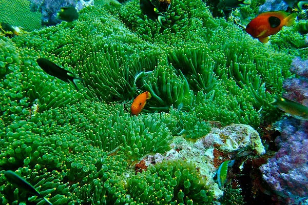 Tajlandia | Wyspy Similan są jednym z ulubionych miejsc miłośników nurkowania w Tajlandii