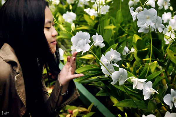 Tajlandia | Wonne orchidee są symbolem Tajlandii Tajlandia | Wonne orchidee są symbolem Tajlandii