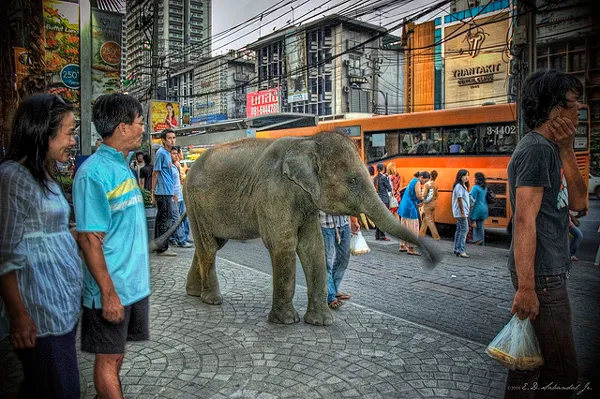 Tajlandia | Słoń w centrum miasta to częsty widok