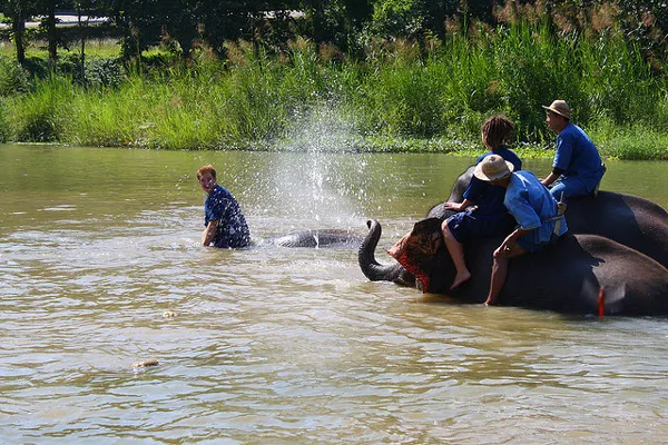 Tajlandia | Jeden z przebojów nagranych przez słonie nosi tytuł Tajlandia | Jeden z przebojów nagranych przez słonie nosi tytuł