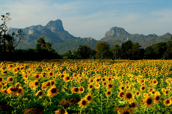 Tajlandia kwitnąca słonecznikami