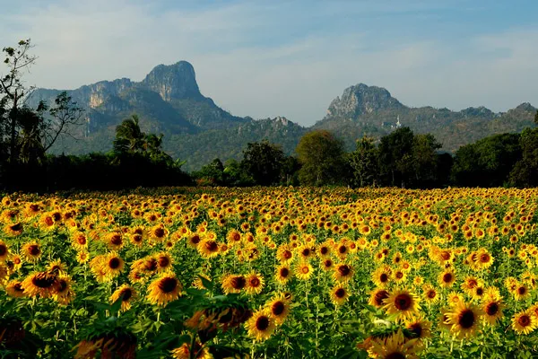 Tajlandia | Lopburi - krajobraz ze słonecznikami