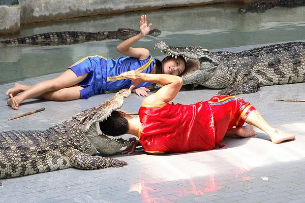 Tajlandia | Jedną z popularnych w Tajlandii atrakcji są farmy krokodyli