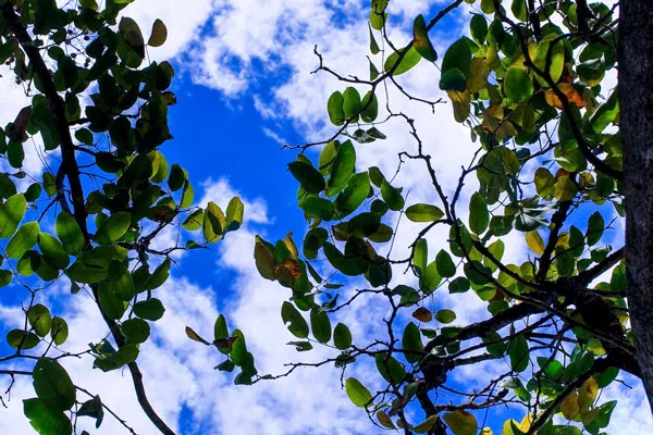 Tajlandia | Drzewa lasów tropikalnych mogą sięgać nawet do 60 m wysokości Tajlandia | Drzewa lasów tropikalnych mogą sięgać nawet do 60 m wysokości