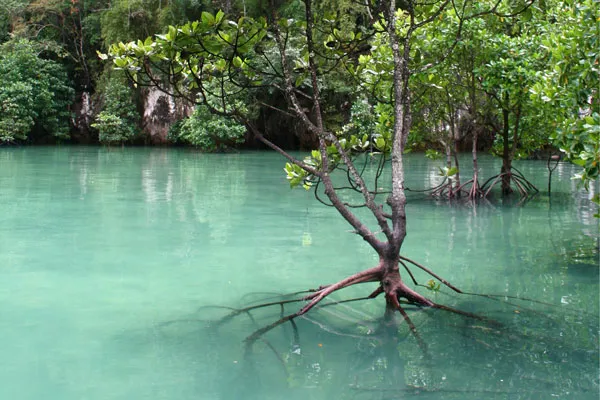 Tajlandia | Rośliny namorzynowe są świetnie przystosowane do życia w trudnych warunkach Tajlandia | Rośliny namorzynowe są świetnie przystosowane do życia w trudnych warunkach