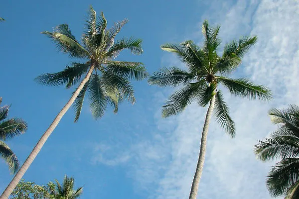 Tajlandia | Palmy kokosowe odgywają ważną rolę w gospodarce kraju Tajlandia | Palmy kokosowe odgywają ważną rolę w gospodarce kraju