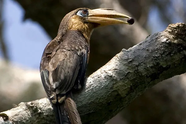 Tajlandia | Mieszkaniec Parku Narodowego Kaeng Krachan