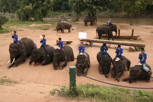 Tajlandia | Tajskie słonie chodzą także do szkoły