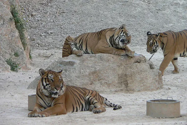 Tajlandia | Tiger Canyon