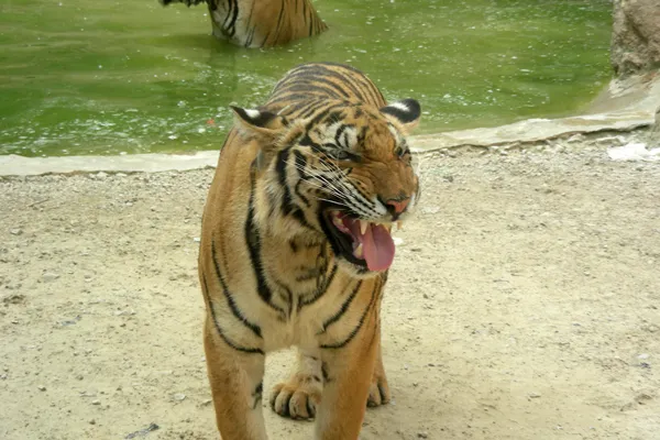 Tajlandia | Miłe powitanie Tajlandia | Miłe powitanie