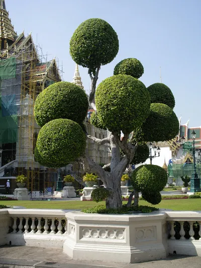 Tajlandia | Artystycznie ukształtowane drzewo w pobliżu Grand Palace w Bangkoku