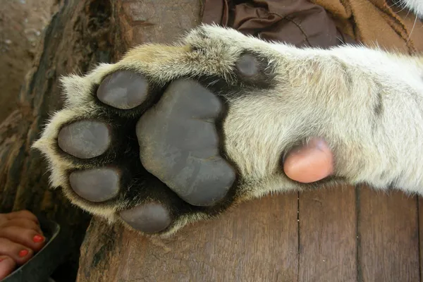 Tajlandia | Na terenie świątyni można pogłaskać tygrysa lub przynajmniej przyjrzeć się mu z bliska Tajlandia | Na terenie świątyni można pogłaskać tygrysa lub przynajmniej przyjrzeć się mu z bliska